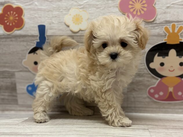 福島県のハーフ犬・ミックス犬 (アミーゴ郡山南店/2026年1月26日生まれ/女の子/アプリコット)の子犬