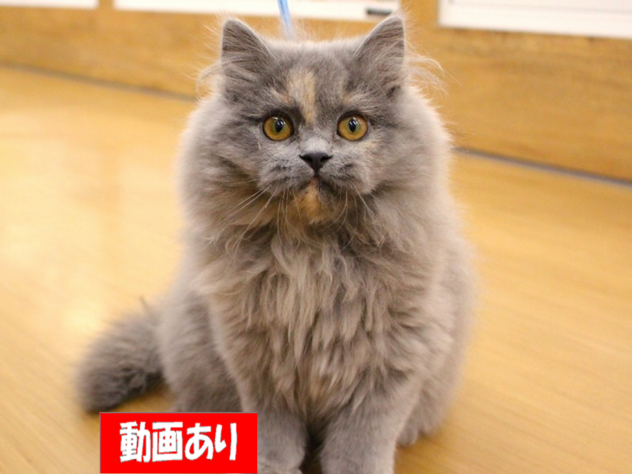 兵庫県のマンチカン (ペット・プラザ アミーゴ三田店/2025年12月12日生まれ/女の子/ブルークリーム)の子猫の1枚目の画像