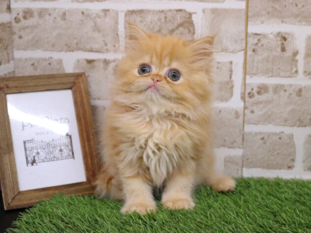 2026年2月12日生まれのミヌエット