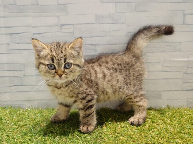 福島県のミヌエット (アミーゴ郡山南店/2026年1月18日生まれ/女の子/ブラウンタビー)の子猫