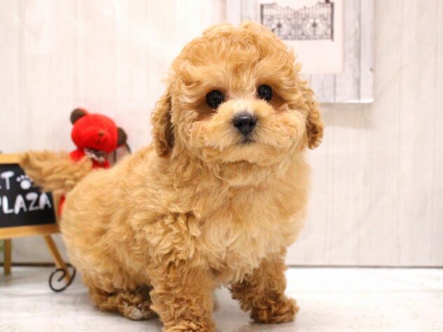 兵庫県のトイプードル(トイ) (ペット・プラザ アミーゴ加古川店/2025年12月1日生まれ/女の子/オレンジフォーン)の子犬の2枚目の画像