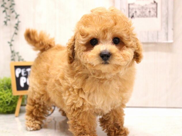 兵庫県のトイプードル(トイ) (ペット・プラザ アミーゴ加古川店/2025年12月1日生まれ/女の子/オレンジフォーン)の子犬の3枚目の画像