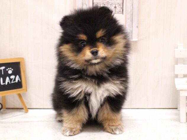 兵庫県のポメラニアン (ペット・プラザ アミーゴ加古川店/2025年12月6日生まれ/女の子/ブラックタン)の子犬の2枚目の画像