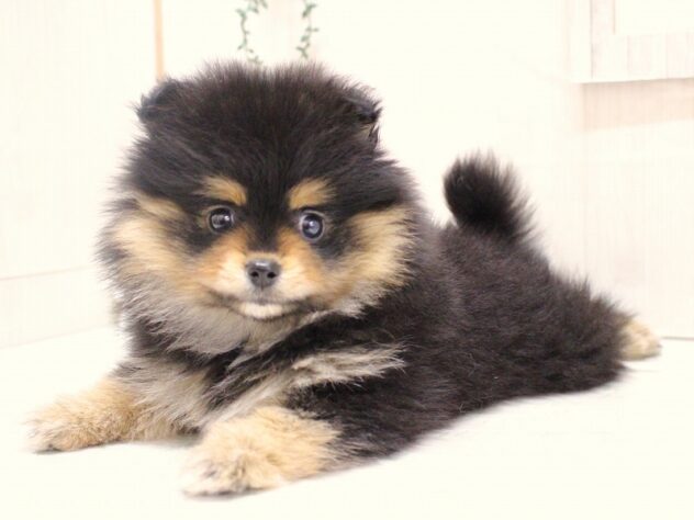 兵庫県のポメラニアン (ペット・プラザ アミーゴ加古川店/2025年12月6日生まれ/女の子/ブラックタン)の子犬の3枚目の画像