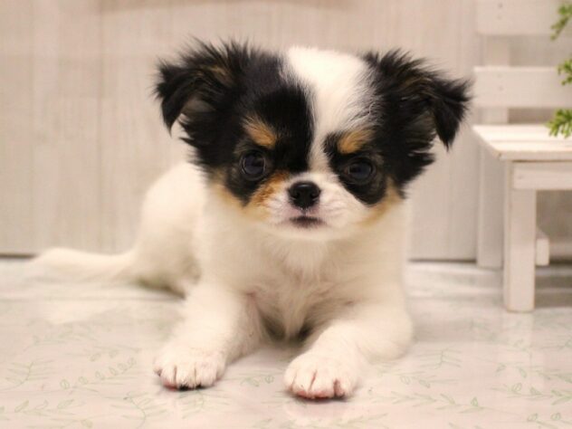 兵庫県のチワワ(ロング) (ペット・プラザ アミーゴ加古川店/2025年12月19日生まれ/男の子/ホワイトブラックタン)の子犬の2枚目の画像