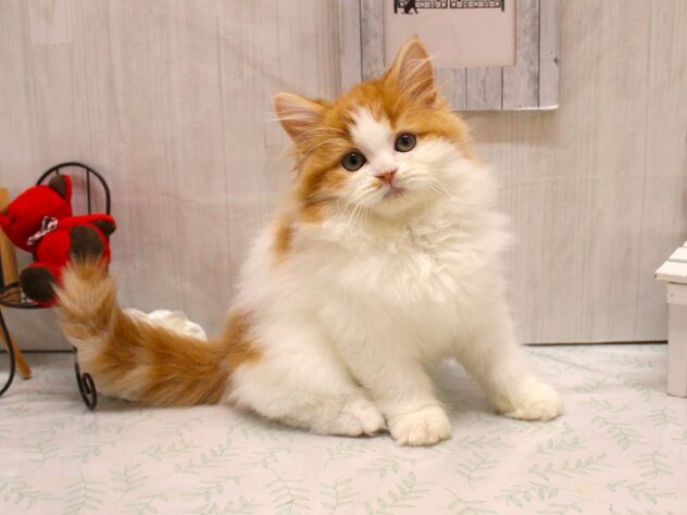 2026年1月17日生まれのフォールデックス