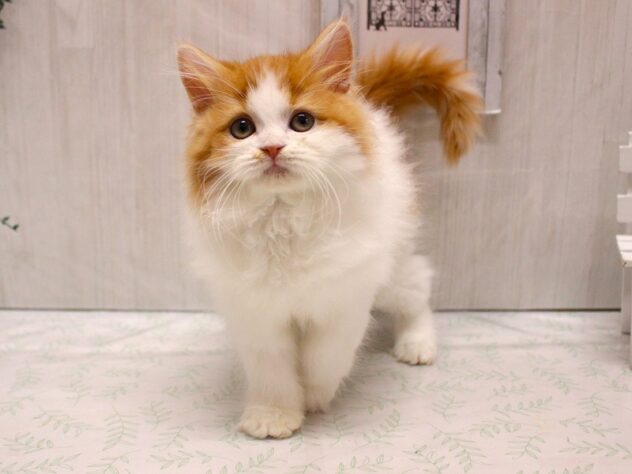 兵庫県のフォールデックス (ペット・プラザ アミーゴ加古川店/2026年1月17日生まれ/男の子/レッドホワイト)の子猫の2枚目の画像