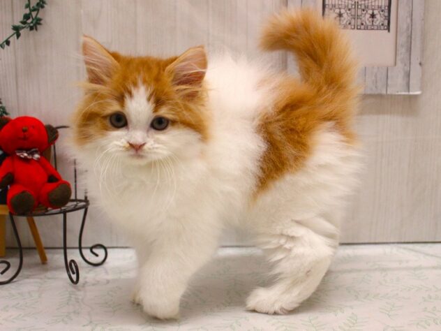 兵庫県のフォールデックス (ペット・プラザ アミーゴ加古川店/2026年1月17日生まれ/男の子/レッドホワイト)の子猫の3枚目の画像