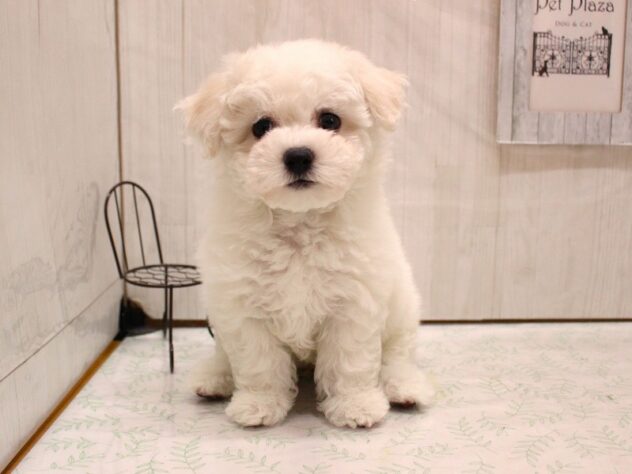 兵庫県のビションフリーゼ (ペット・プラザ アミーゴ加古川店/2026年2月4日生まれ/女の子/ホワイト)の子犬の1枚目の画像