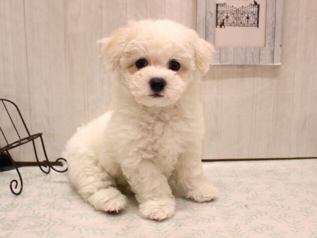 兵庫県のビションフリーゼ (ペット・プラザ アミーゴ加古川店/2026年2月4日生まれ/女の子/ホワイト)の子犬の2枚目の画像