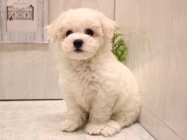 兵庫県のビションフリーゼ (ペット・プラザ アミーゴ加古川店/2026年2月4日生まれ/女の子/ホワイト)の子犬の3枚目の画像