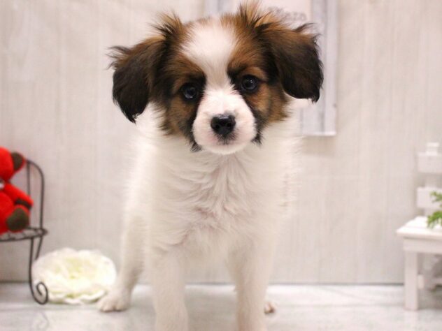 兵庫県のパピヨン (ペット・プラザ アミーゴ加古川店/2026年1月31日生まれ/男の子/ホワイトブラウン)の子犬の1枚目の画像