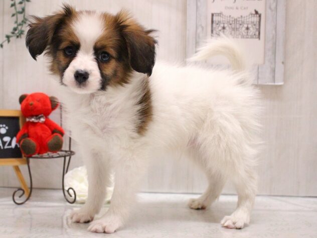 兵庫県のパピヨン (ペット・プラザ アミーゴ加古川店/2026年1月31日生まれ/男の子/ホワイトブラウン)の子犬の2枚目の画像