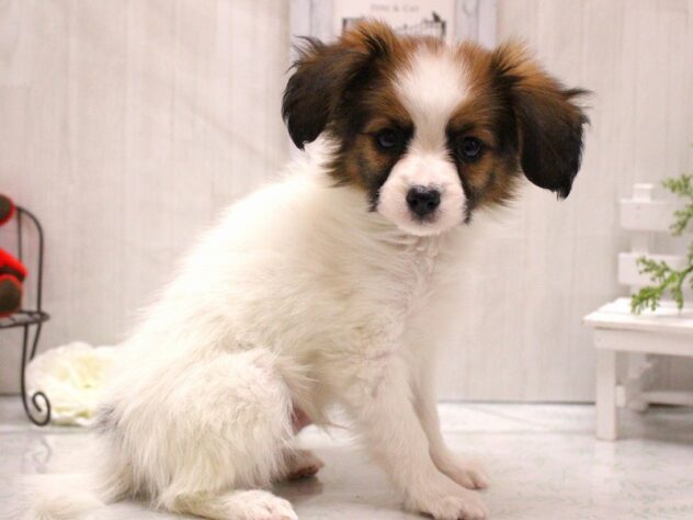 兵庫県のパピヨン (ペット・プラザ アミーゴ加古川店/2026年1月31日生まれ/男の子/ホワイトブラウン)の子犬の3枚目の画像