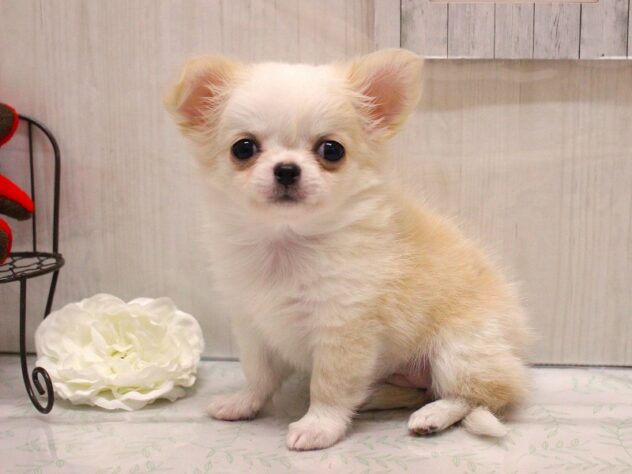 兵庫県のチワワ(ロング) (ペット・プラザ アミーゴ加古川店/2026年1月30日生まれ/女の子/ホワイトクリーム)の子犬の1枚目の画像