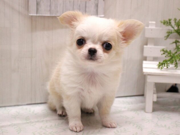 兵庫県のチワワ(ロング) (ペット・プラザ アミーゴ加古川店/2026年1月30日生まれ/女の子/ホワイトクリーム)の子犬の2枚目の画像