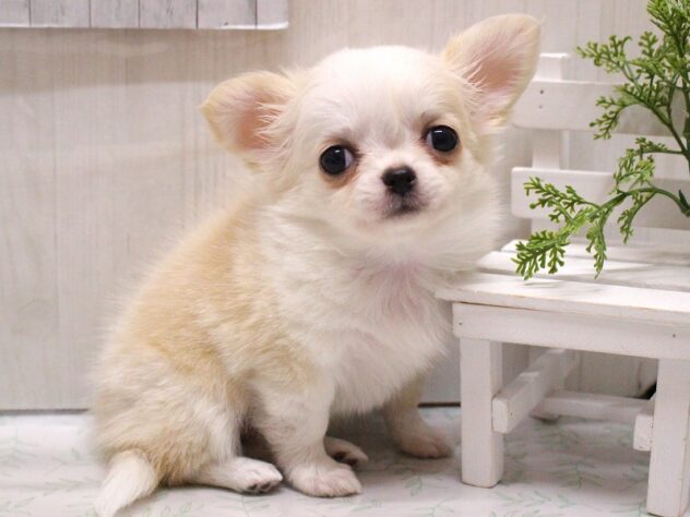 兵庫県のチワワ(ロング) (ペット・プラザ アミーゴ加古川店/2026年1月30日生まれ/女の子/ホワイトクリーム)の子犬の3枚目の画像