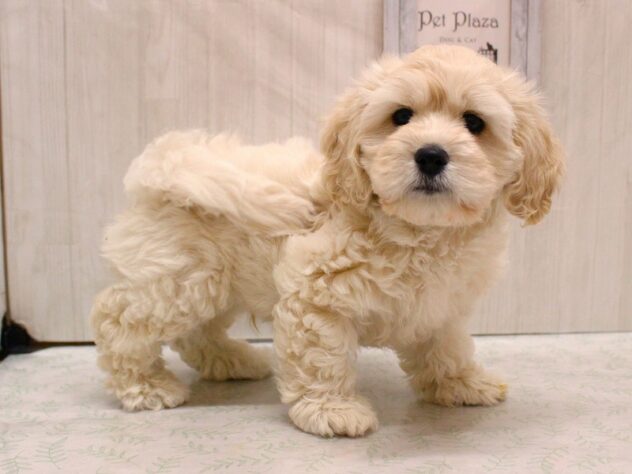 兵庫県のハーフ犬・ミックス犬 (ペット・プラザ アミーゴ加古川店/2026年1月28日生まれ/男の子/クリーム)の子犬の1枚目の画像