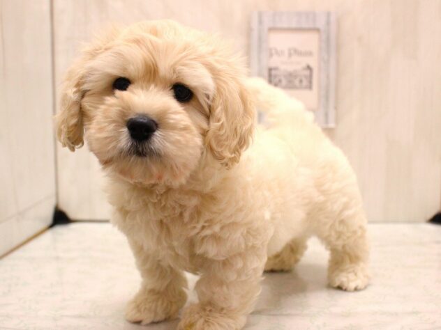 兵庫県のハーフ犬・ミックス犬 (ペット・プラザ アミーゴ加古川店/2026年1月28日生まれ/男の子/クリーム)の子犬の2枚目の画像