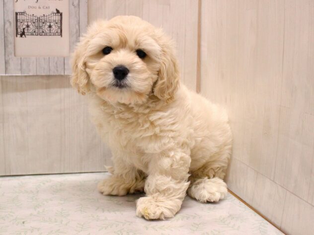 兵庫県のハーフ犬・ミックス犬 (ペット・プラザ アミーゴ加古川店/2026年1月28日生まれ/男の子/クリーム)の子犬の3枚目の画像