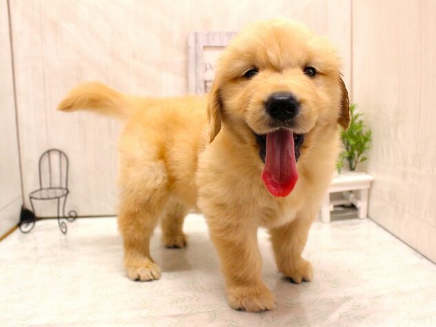 兵庫県のゴールデンレトリバー (ペット・プラザ アミーゴ加古川店/2026年2月12日生まれ/男の子/ゴールデン)の子犬の1枚目の画像