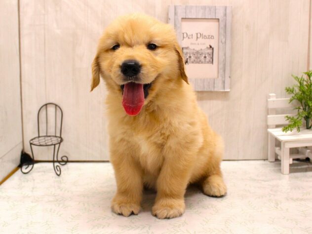 兵庫県のゴールデンレトリバー (ペット・プラザ アミーゴ加古川店/2026年2月12日生まれ/男の子/ゴールデン)の子犬の2枚目の画像