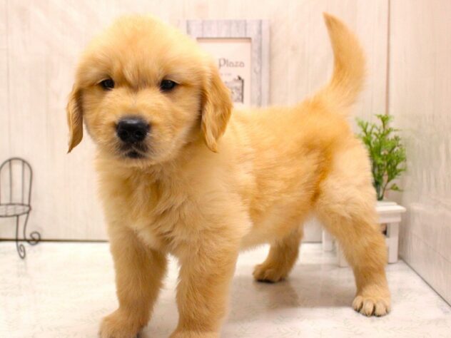 兵庫県のゴールデンレトリバー (ペット・プラザ アミーゴ加古川店/2026年2月12日生まれ/男の子/ゴールデン)の子犬の3枚目の画像