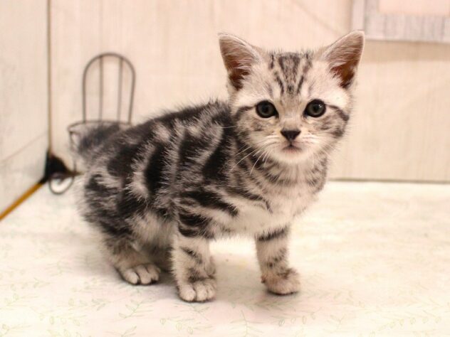 兵庫県のアメリカンショートヘアー (ペット・プラザ アミーゴ加古川店/2026年2月10日生まれ/女の子/シルバータビー)の子猫の1枚目の画像