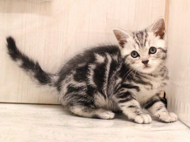 兵庫県のアメリカンショートヘアー (ペット・プラザ アミーゴ加古川店/2026年2月10日生まれ/女の子/シルバータビー)の子猫の2枚目の画像