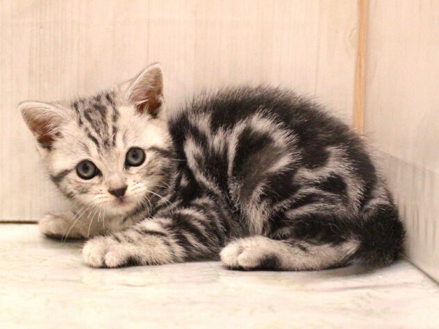 兵庫県のアメリカンショートヘアー (ペット・プラザ アミーゴ加古川店/2026年2月10日生まれ/女の子/シルバータビー)の子猫の3枚目の画像