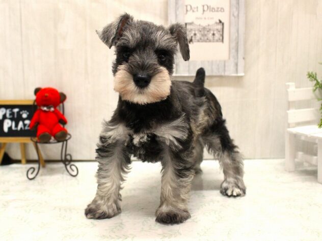 兵庫県のミニチュアシュナウザー (ペット・プラザ アミーゴ加古川店/2026年2月18日生まれ/女の子/ソルトペッパー)の子犬の1枚目の画像