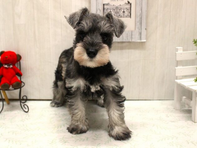 兵庫県のミニチュアシュナウザー (ペット・プラザ アミーゴ加古川店/2026年2月18日生まれ/女の子/ソルトペッパー)の子犬の2枚目の画像