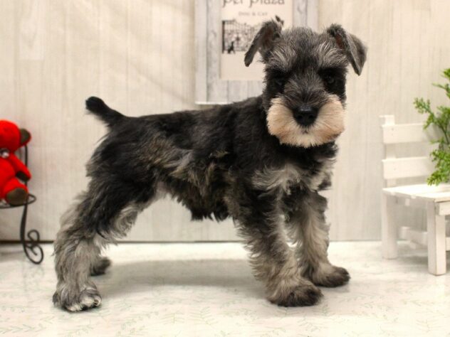 兵庫県のミニチュアシュナウザー (ペット・プラザ アミーゴ加古川店/2026年2月18日生まれ/女の子/ソルトペッパー)の子犬の3枚目の画像