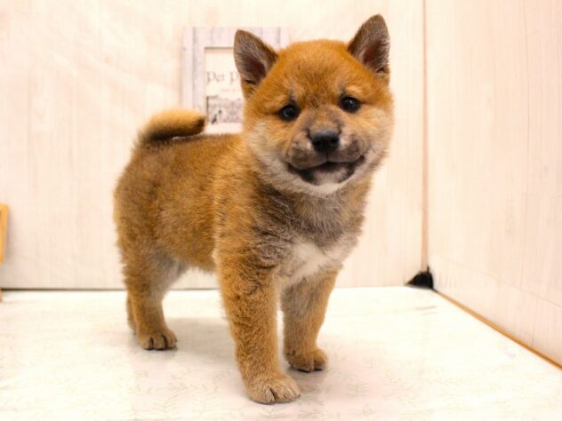 兵庫県の豆柴 (ペット・プラザ アミーゴ加古川店/2026年2月14日生まれ/男の子/赤)の子犬の1枚目の画像