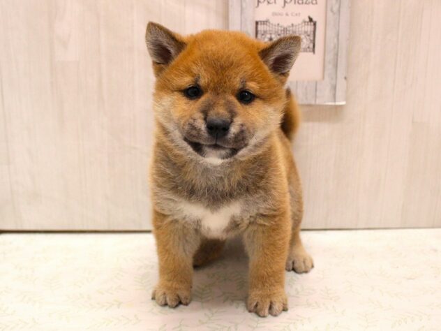 兵庫県の豆柴 (ペット・プラザ アミーゴ加古川店/2026年2月14日生まれ/男の子/赤)の子犬の2枚目の画像