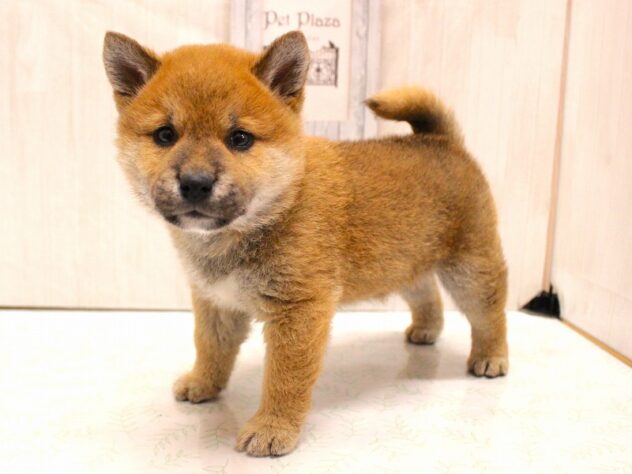 兵庫県の豆柴 (ペット・プラザ アミーゴ加古川店/2026年2月14日生まれ/男の子/赤)の子犬の3枚目の画像