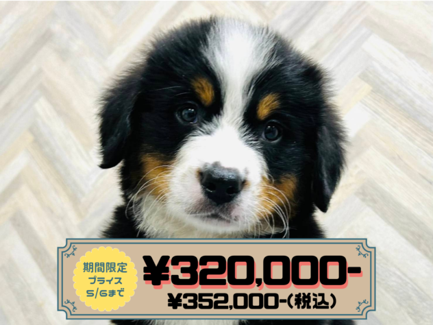 岡山県のバーニーズマウンテンドッグ (アミーゴ水島店/2026年2月12日生まれ/男の子/ブラックラストホワイト)の子犬の1枚目の画像