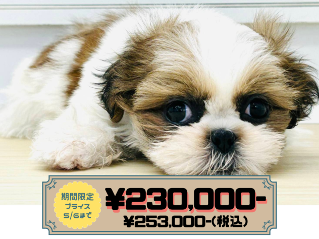 岡山県のシーズー (アミーゴ水島店/2026年2月22日生まれ/女の子/ホワイトゴールド)の子犬