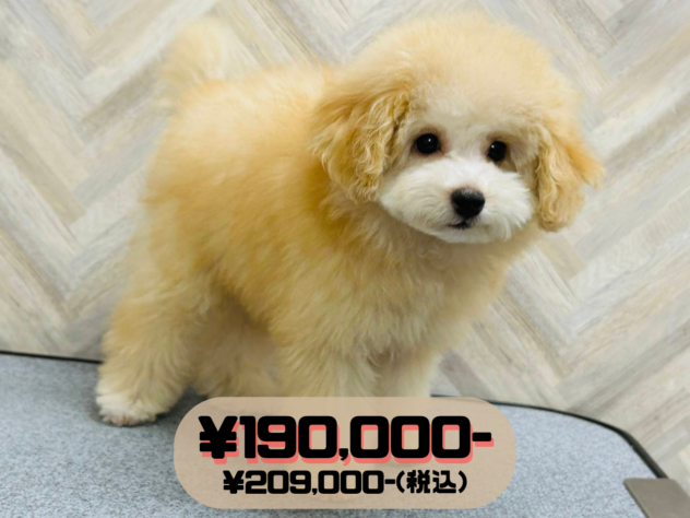 岡山県のトイプードル(トイ) (アミーゴ水島店/2026年1月31日生まれ/男の子/ペールフォーン)の子犬の1枚目の画像