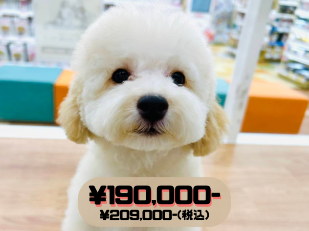 岡山県のトイプードル(トイ) (アミーゴ水島店/2026年1月31日生まれ/男の子/ペールフォーン)の子犬の1枚目の画像