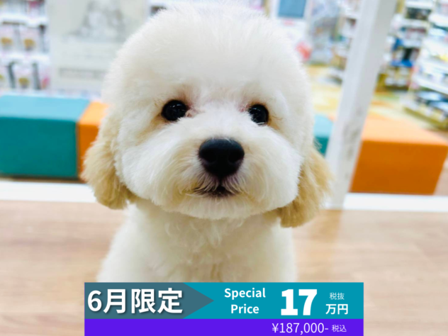 岡山県のトイプードル(トイ) (アミーゴ水島店/2026年1月31日生まれ/男の子/ペールフォーン)の子犬の1枚目の画像