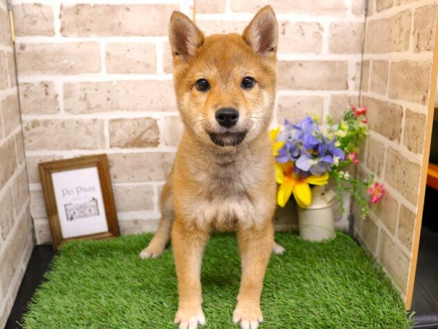 兵庫県の柴犬(標準サイズ) (ペット・プラザ アミーゴつかしん店/2025年12月24日生まれ/男の子/赤)の子犬の1枚目の画像