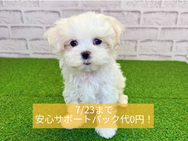 岡山県のマルチーズ (アミーゴ妹尾店/2026年2月11日生まれ/女の子/ホワイト)の子犬の1枚目の画像