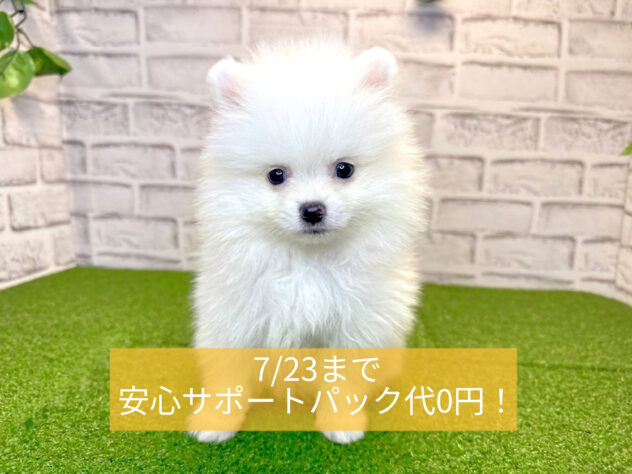 岡山県のポメラニアン (アミーゴ妹尾店/2026年2月26日生まれ/男の子/クリーム)の子犬の1枚目の画像
