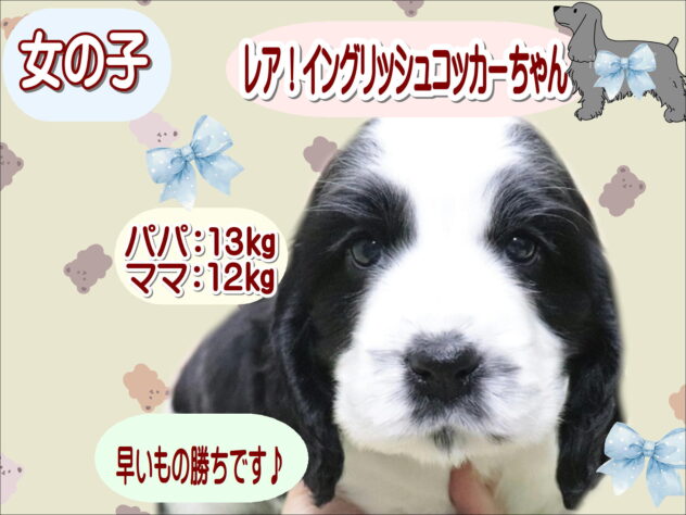 大阪府のイングリッシュコッカースパニエル (アミーゴ鳳店/2026年2月4日生まれ/女の子/ブラックホワイト)の子犬の1枚目の画像