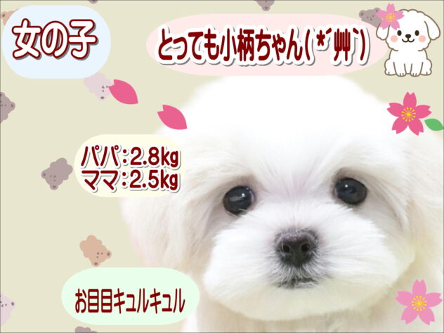 大阪府のマルチーズ (アミーゴ鳳店/2026年1月30日生まれ/女の子/ホワイト)の子犬の1枚目の画像