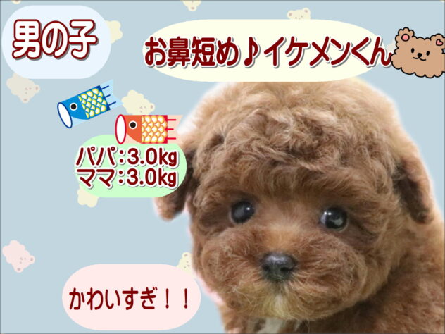 大阪府のトイプードル(トイ) (アミーゴ鳳店/2026年2月5日生まれ/男の子/レッドフォーン)の子犬の1枚目の画像