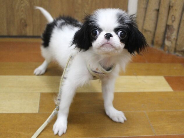 狆の子犬を価格や特徴で探す|ペットショップ探すならペットミー