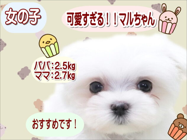 大阪府のマルチーズ (アミーゴ鳳店/2026年3月23日生まれ/女の子/ホワイト)の子犬の1枚目の画像