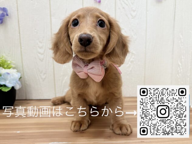 広島県のミニチュアダックスフンド(ロング) (アミーゴ大町店/2026年2月7日生まれ/女の子/レッド)の子犬の3枚目の画像